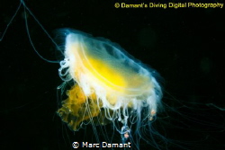 Fried Egg Jellyfish hanging in the black depths of the Pa... by Marc Damant 